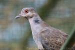 Dusky turtle-dove