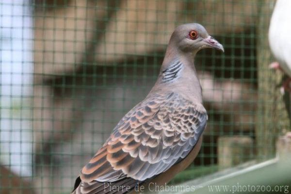 Oriental turtle-dove