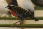 White-browed blackbird
