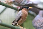 Brahminy starling