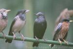 Spotless starling