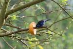 Opal-rumped tanager