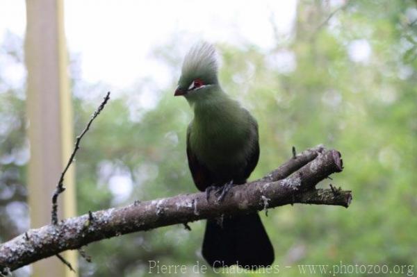 Green turaco