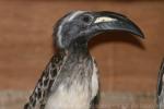 African grey hornbill