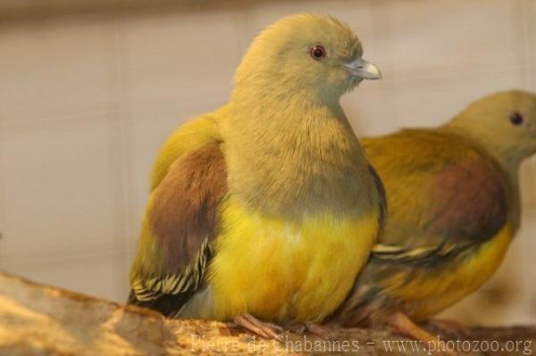 Bruce's green-pigeon