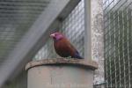 Violet-eared waxbill