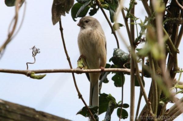 Long-tailed rosefinch