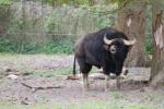 Indian gaur