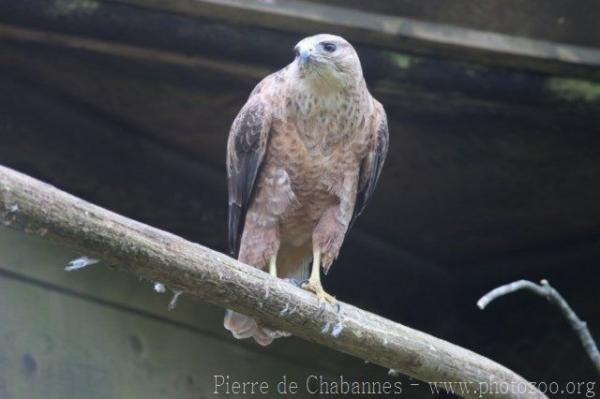 Steppe buzzard