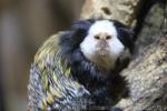 Geoffroy's tufted-ear marmoset