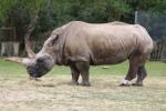 Southern white rhinoceros