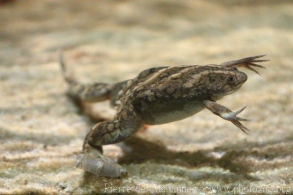 African clawed frog