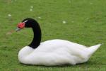 Black-necked swan