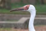 Siberian crane