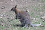 Red-necked wallaby