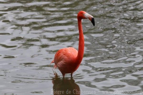 American flamingo