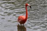 American flamingo