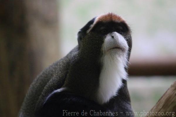 DeBrazza's monkey