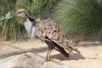 Asian houbara bustard