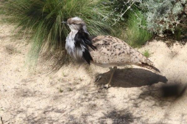 Asian houbara bustard