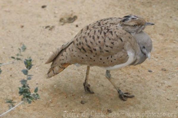 Asian houbara bustard