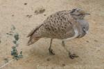 Asian houbara bustard