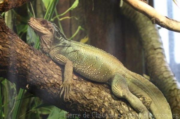 Weber's sailfin lizard