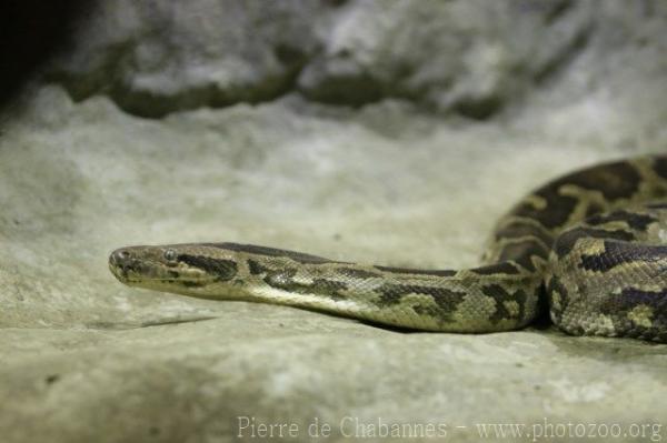 Asiatic rock python