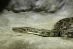 Asiatic rock python