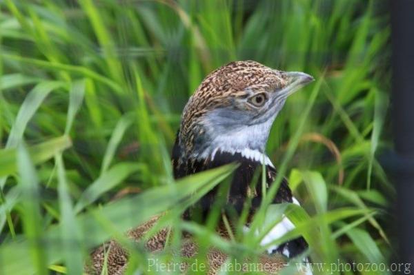 Little bustard