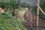 Little bustard