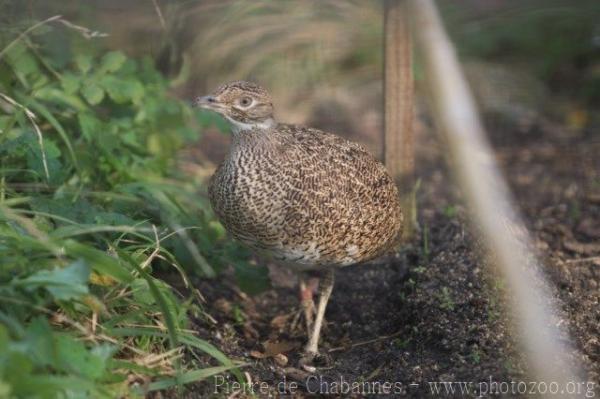 Little bustard