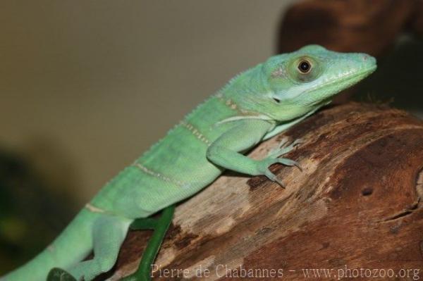 Baracoa cuban anole