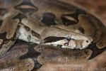 South American boa constrictor