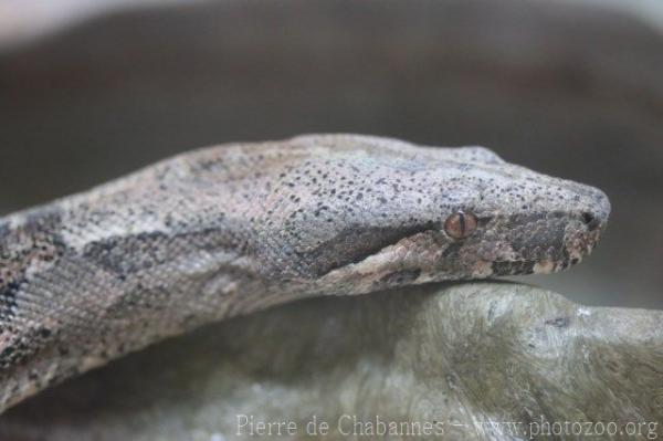 Saboga's boa constrictor