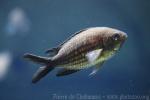 Damselfish