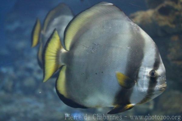 Orbicular batfish