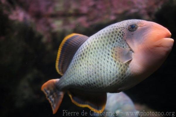 Yellowmargin triggerfish