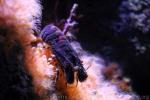 Lesser slipper lobster