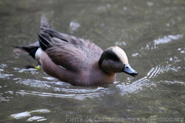 American Wigeon