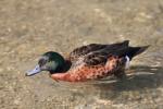 Chestnut teal