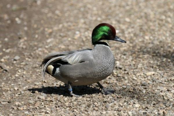 Falcated duck