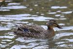 Pacific black duck