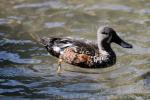 Australian shoveler