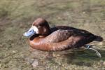 Greater scaup