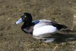 Greater scaup