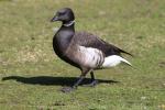 Alaskan black brant