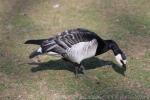 Barnacle goose