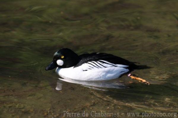 Common goldeneye