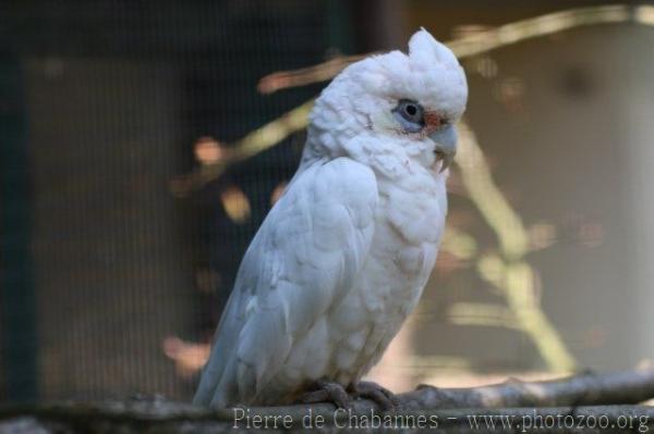 Little corella